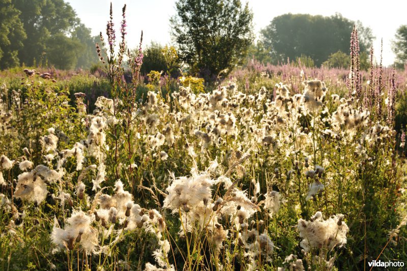 Akkerdistelpluis in het Kalverbos