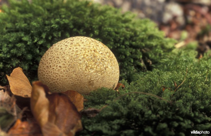 Gele aardappelbovist