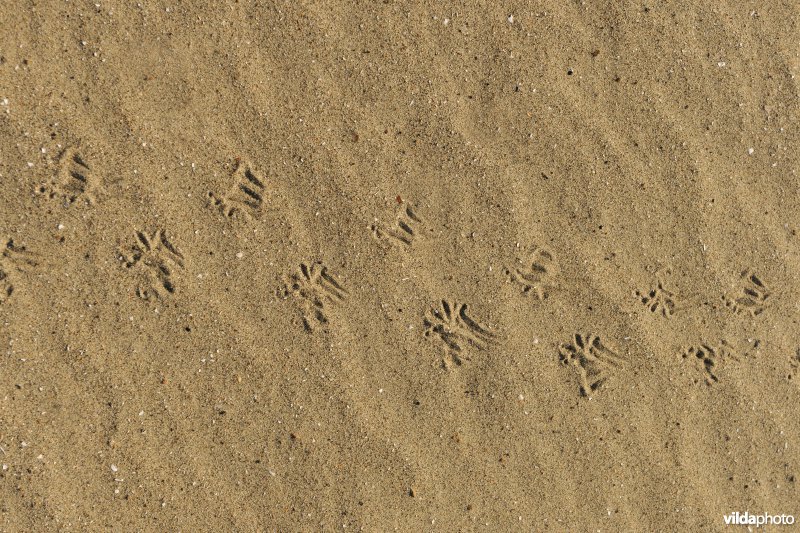 Sporen van Mol in het zand