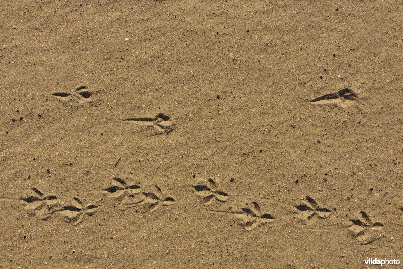 Sporen van Zwarte kraai in het zand