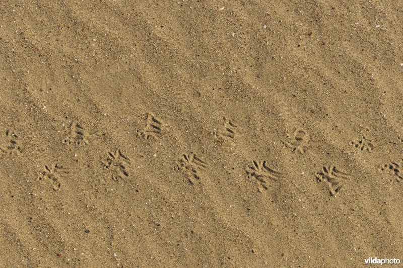 Sporen van Mol in het zand