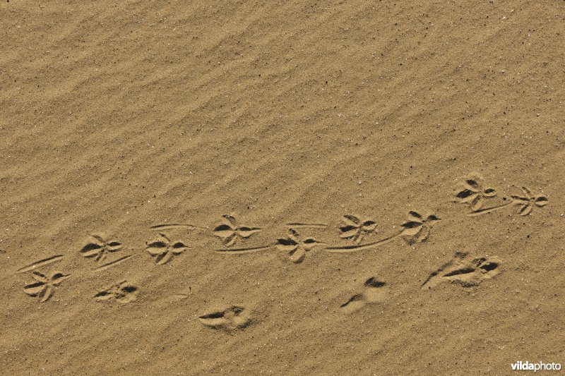 Sporen van kraai in het zand