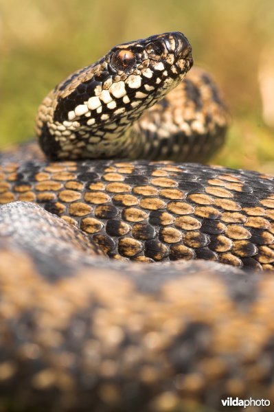 Adder