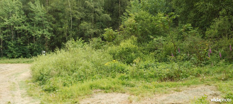 Mantel-zoomvegetatie aan een bosrand