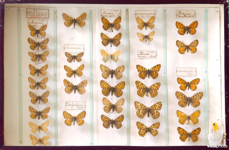 Vlindercollectie Halflants