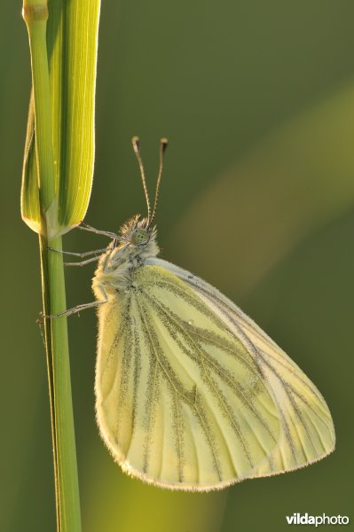 Klein geaderd witje