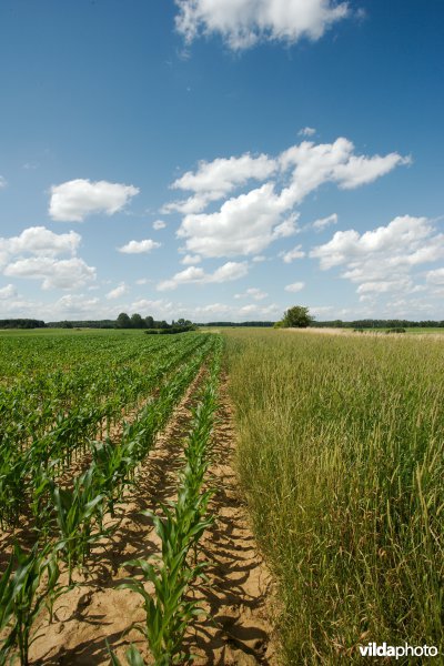 Perceelsrandenbeheer