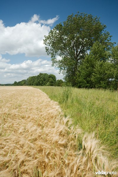 Botanisch beheerde akkerrand