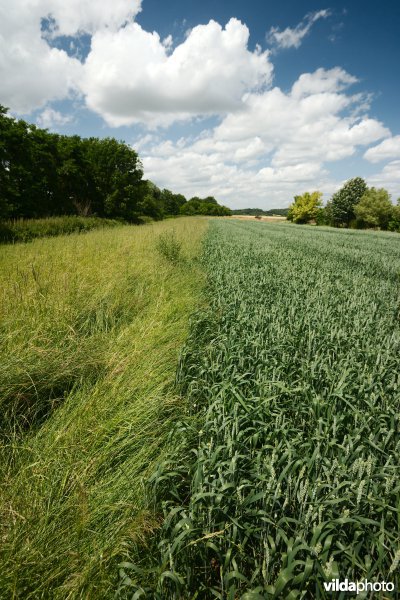 Botanisch beheerde akkerrand