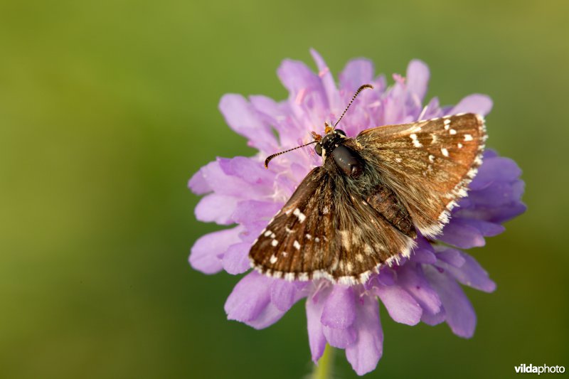 Bretons spikkeldikkopje