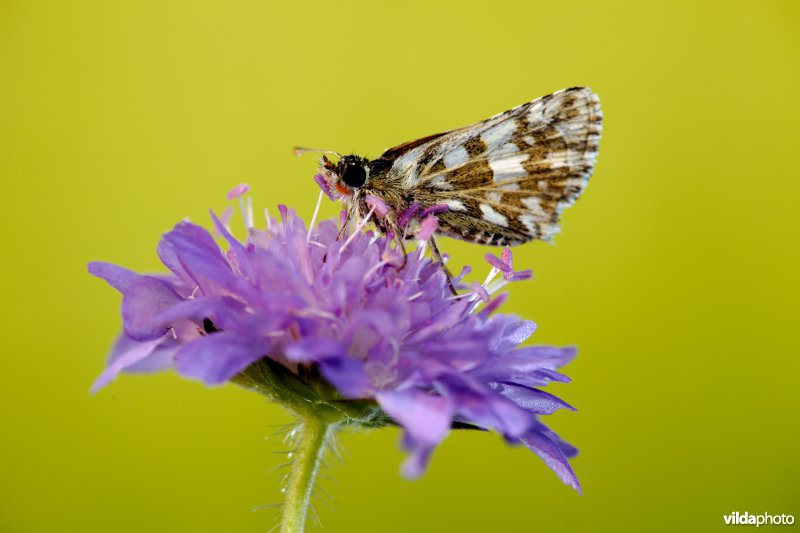 Bretons spikkeldikkopje