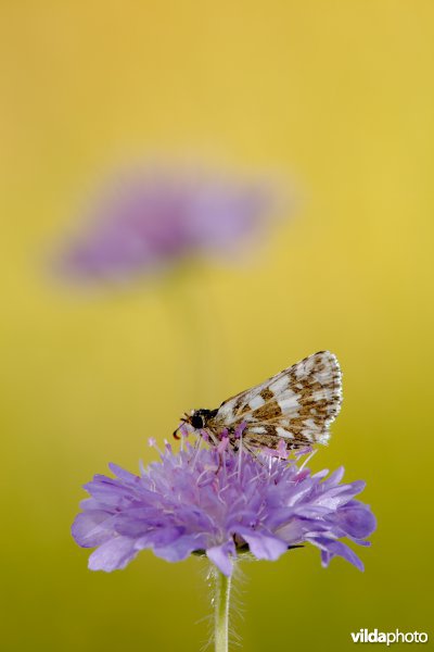 Bretons spikkeldikkopje