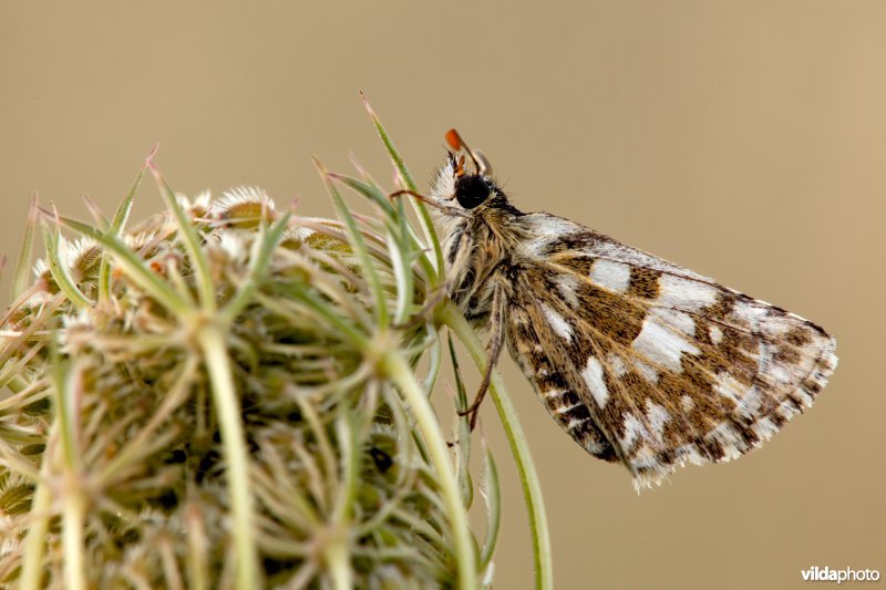 Bretons spikkeldikkopje