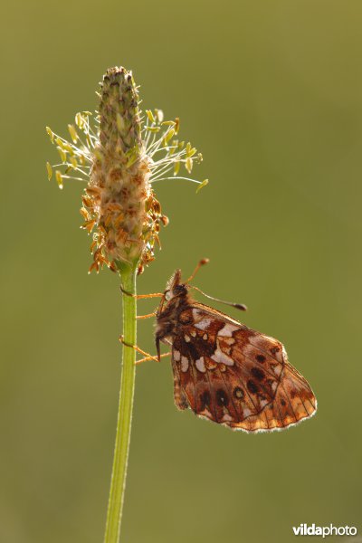 Akkerparelmoervlinder