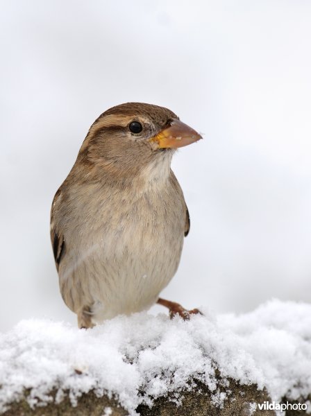 Huismus in de sneeuw