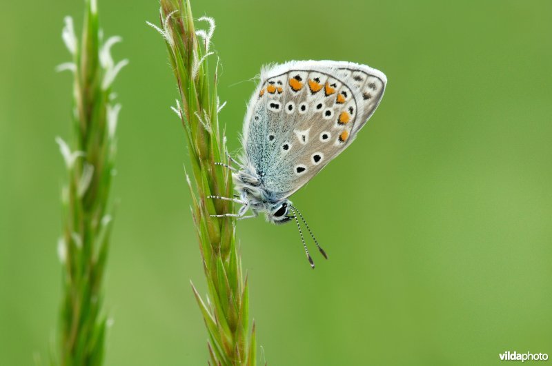 Icarusblauwtje