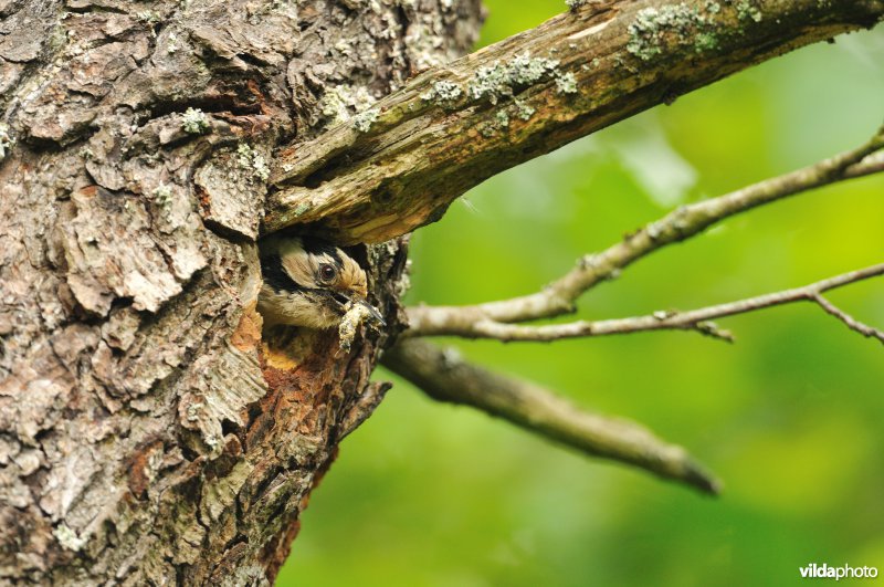 Vrouwtje Kleine bonte specht kuist nesthol uit