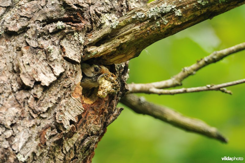 Kleine bonte specht kuist nesthol uit