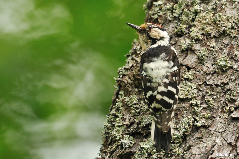 Mannetje Kleine bonte specht