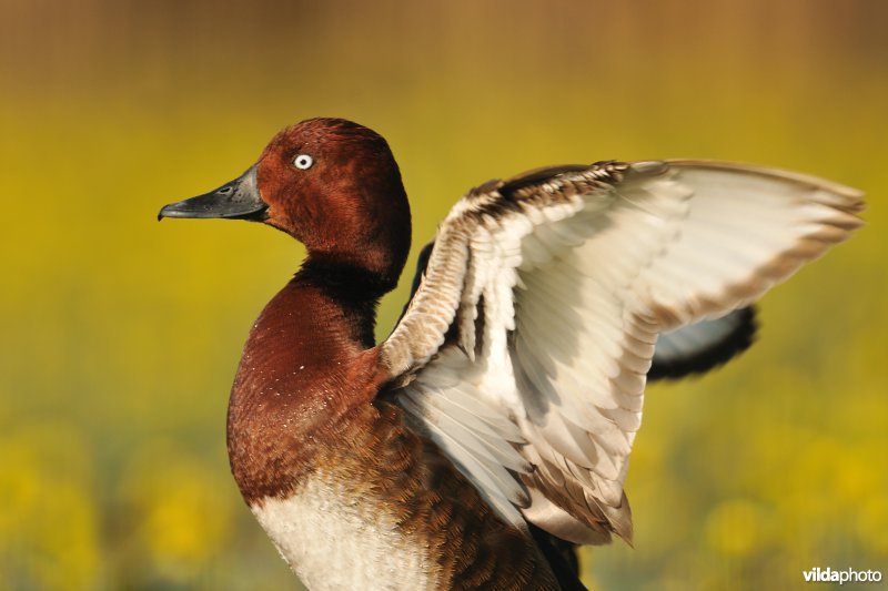 Witoogeend spreidt vleugels