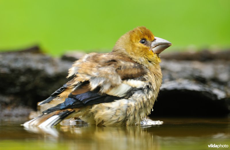 Appelvink