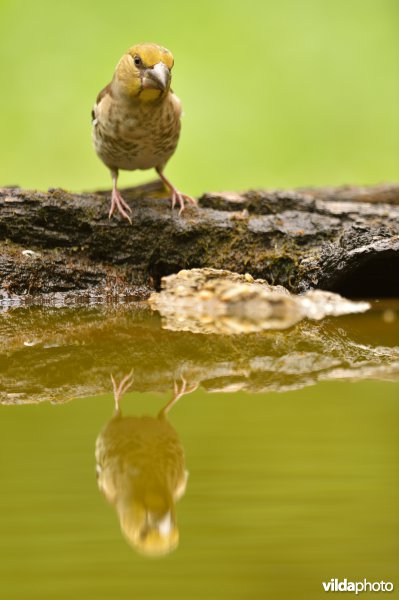 Appelvink