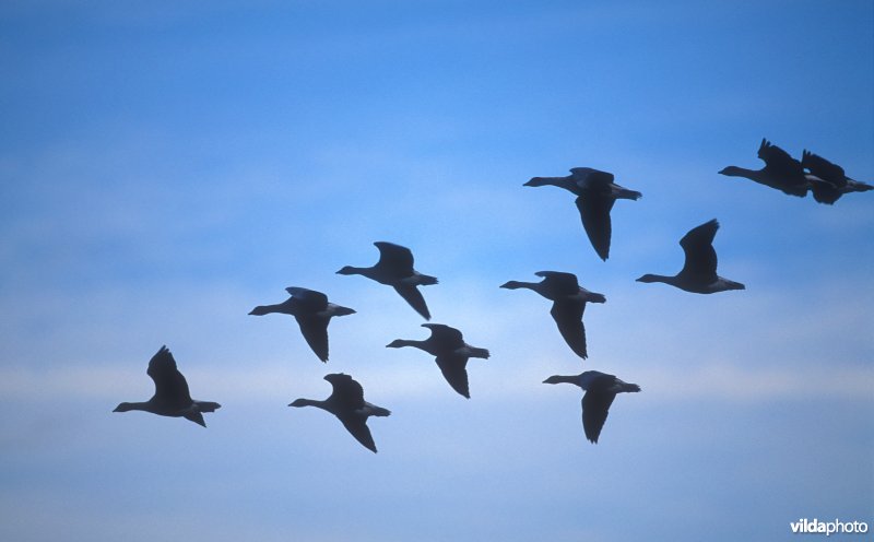 Vliegende Kleine rietganzen