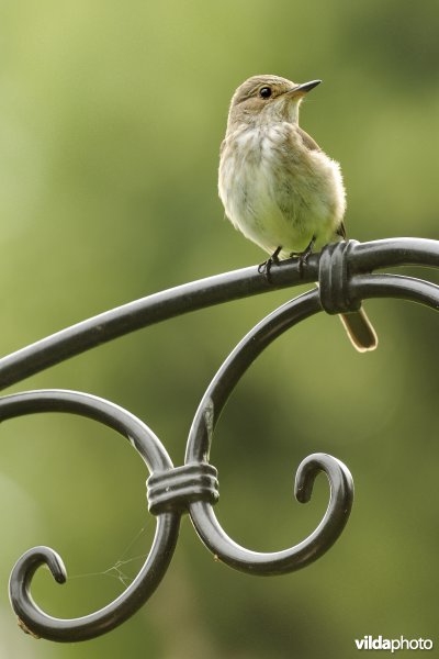 Grauwe Vliegenvanger op tuinstoel