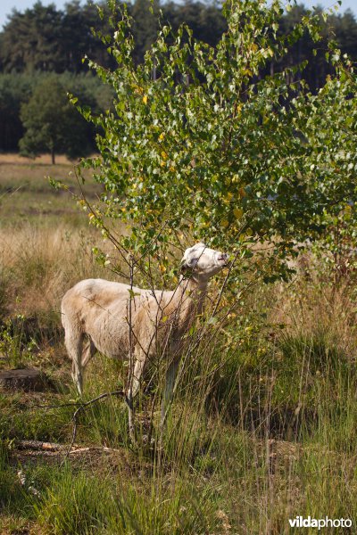 Begrazing door schapen