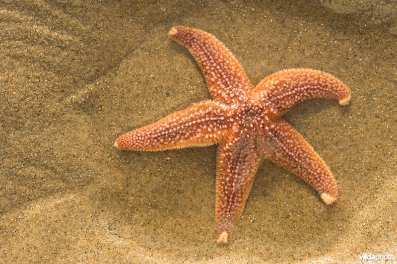 Aangespoelde zeester