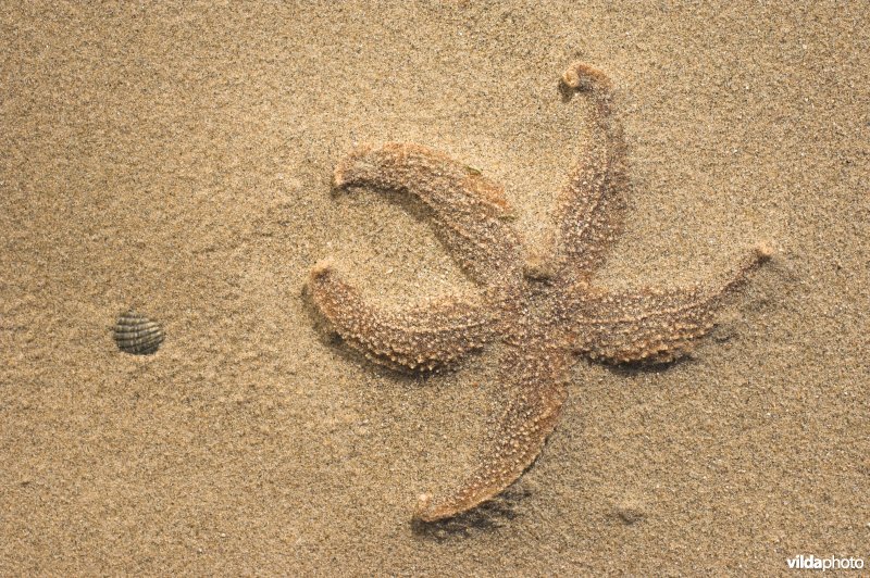 Aangespoelde zeester