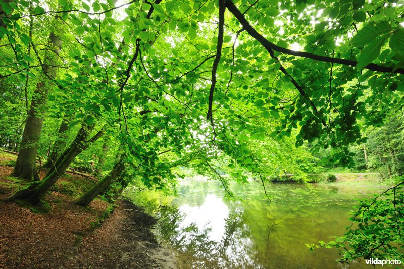 Ganzepootvijver in het Zoniënwoud