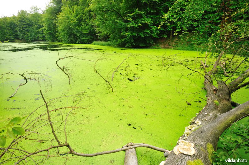 Ganzepootvijver in het Zoniënwoud