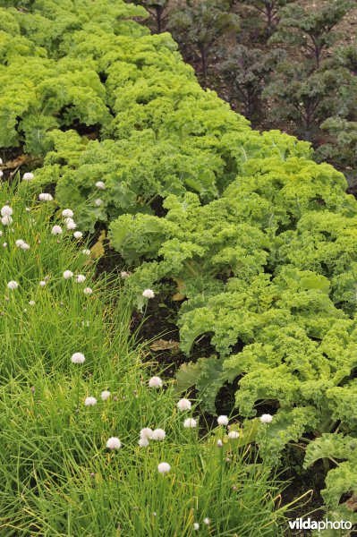 Moestuin met sla en bieslook