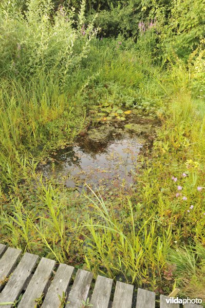 Natuurlijke tuin