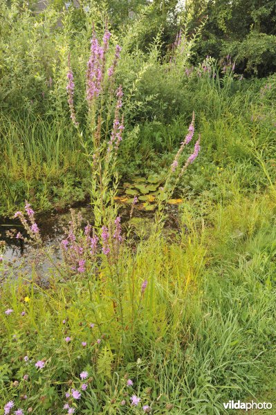 Natuurlijke tuin
