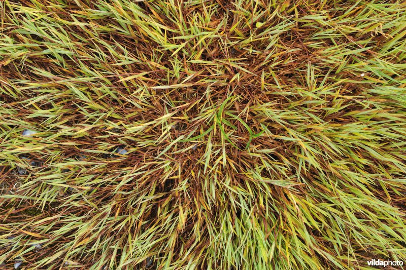 Uitlopers van Fioringras