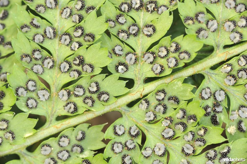 Blad van Brede stekelvaren