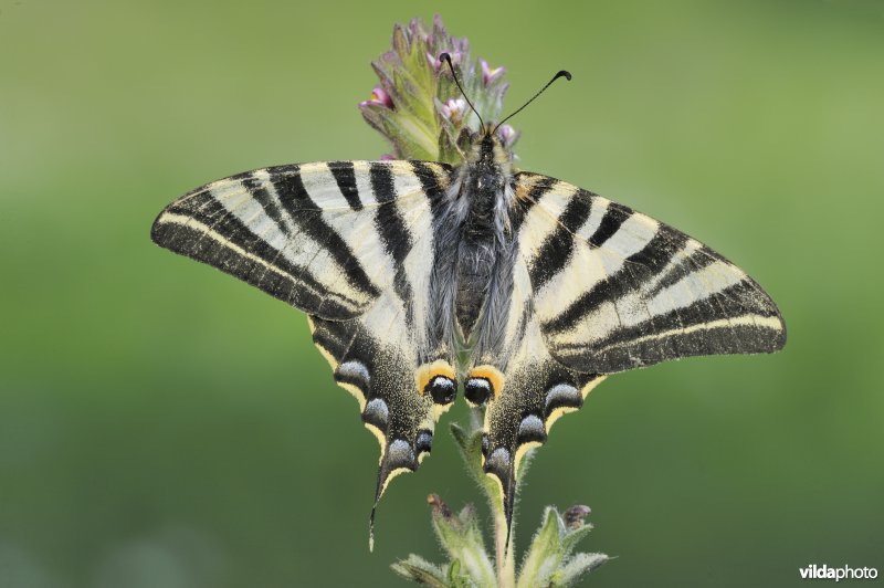 Zuidelijke Koningspage