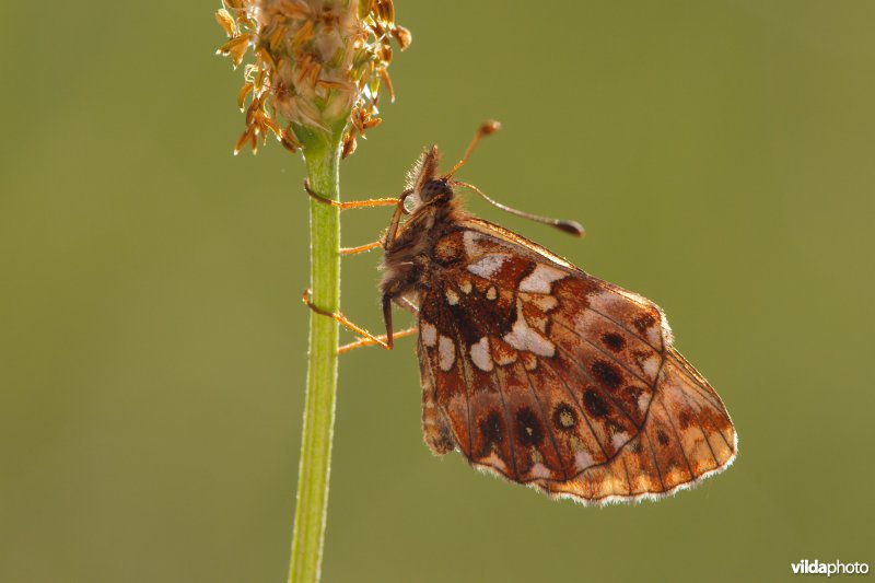 Paarse parelmoervlinder