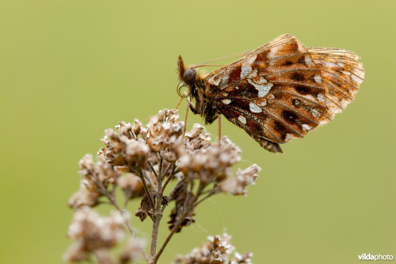 Paarse parelmoervlinder