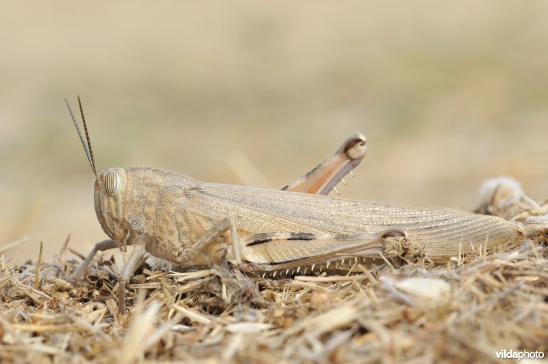 Egyptische sprinkhaan