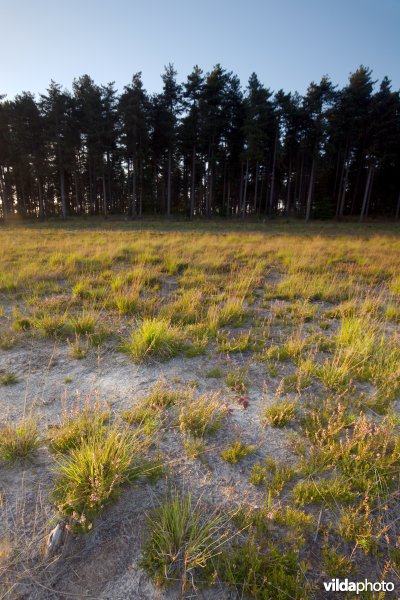 Nieuwe heide