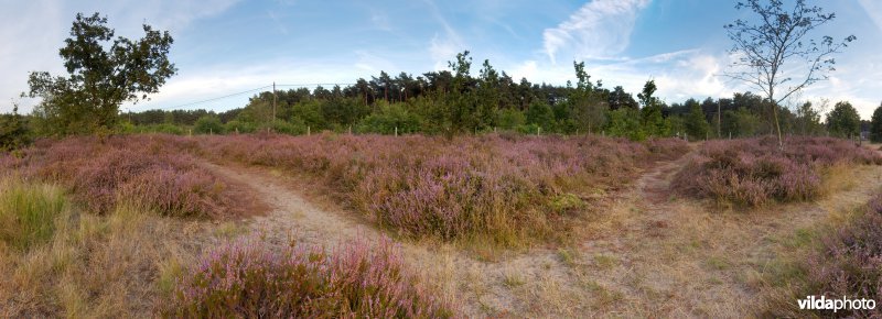 Droge heide