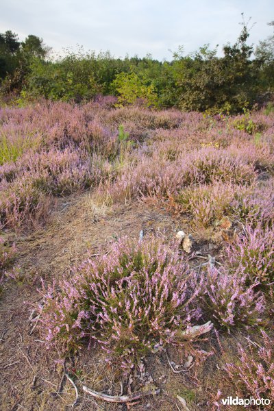 Droge heide