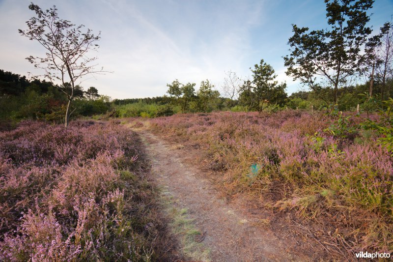 Droge heide