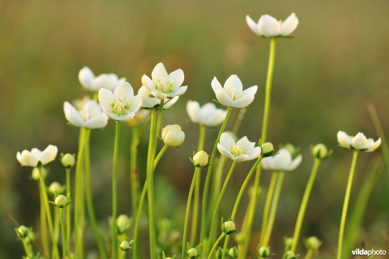 Parnassia