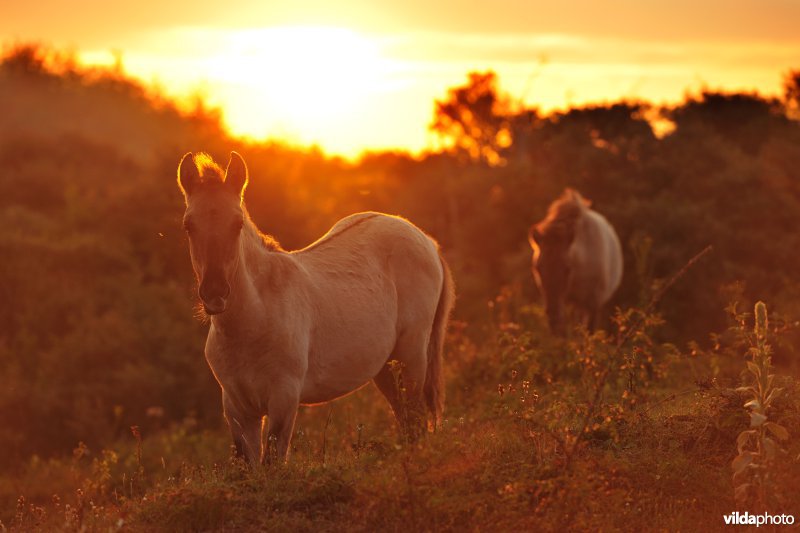 Koniks in het Westhoek-reservaat