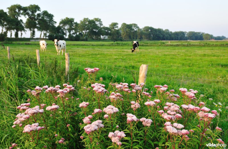 Kwetshage-Paddegat