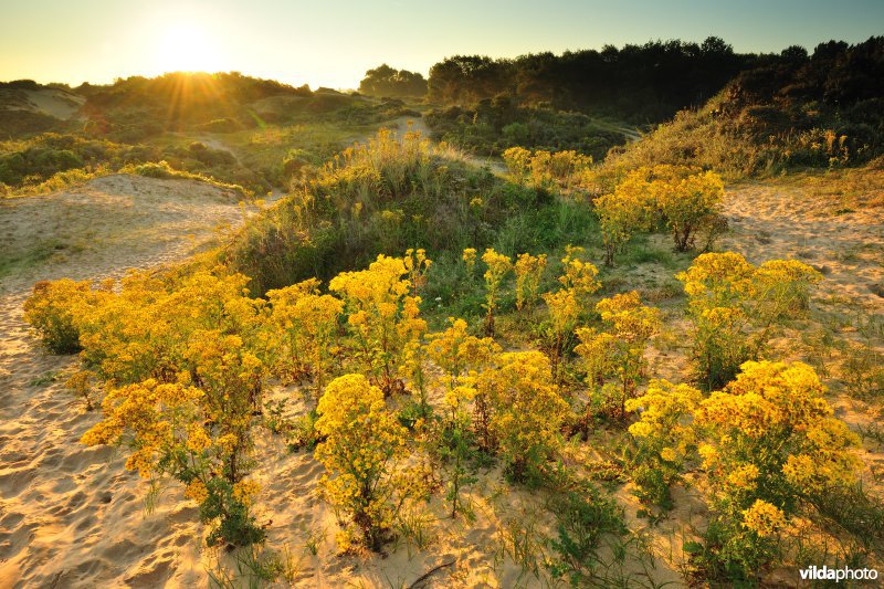 Plaatsduinen